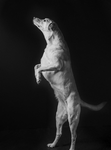 Fundraising Page: Chai Freeland